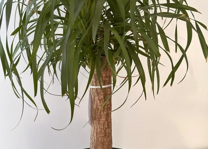 アパート Stadium View スボティツァ